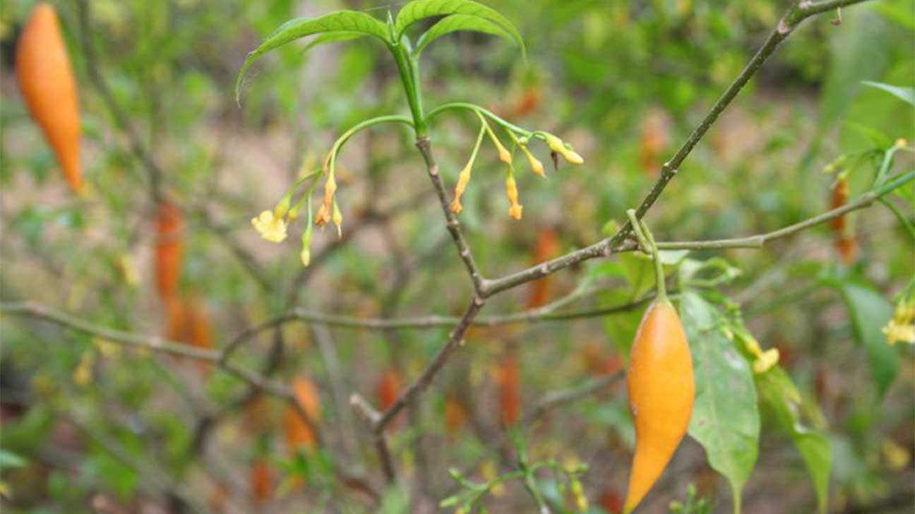 Can Ibogaine Treat Opioid Addiction?